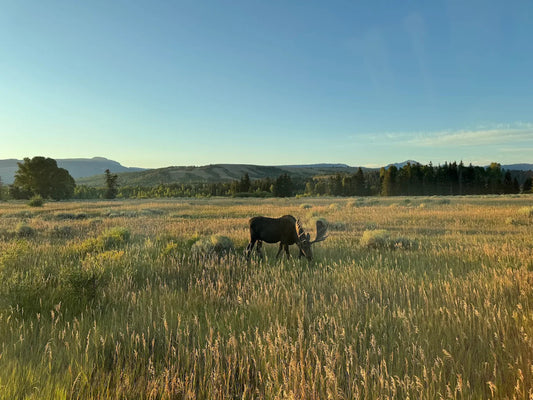 BrushBuck Wildlife Tours