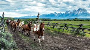 Moose Head Ranch
