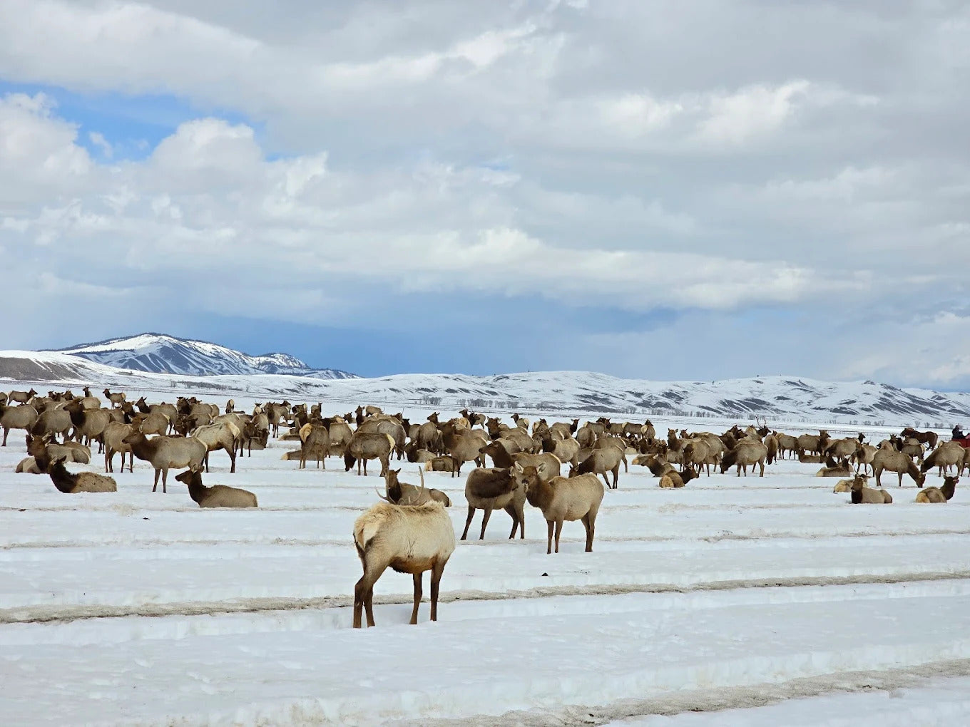 National Elk Refuge & Greater Yellowstone Visitor Center
