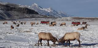 National Elk Refuge Sleigh Rides