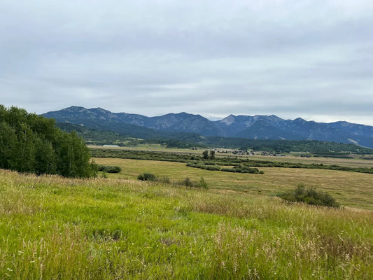 Rockin' M Horseback Rides