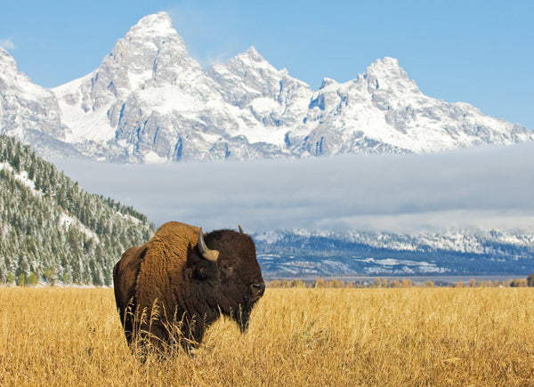 Teton Wild Custom Wildlife Tours