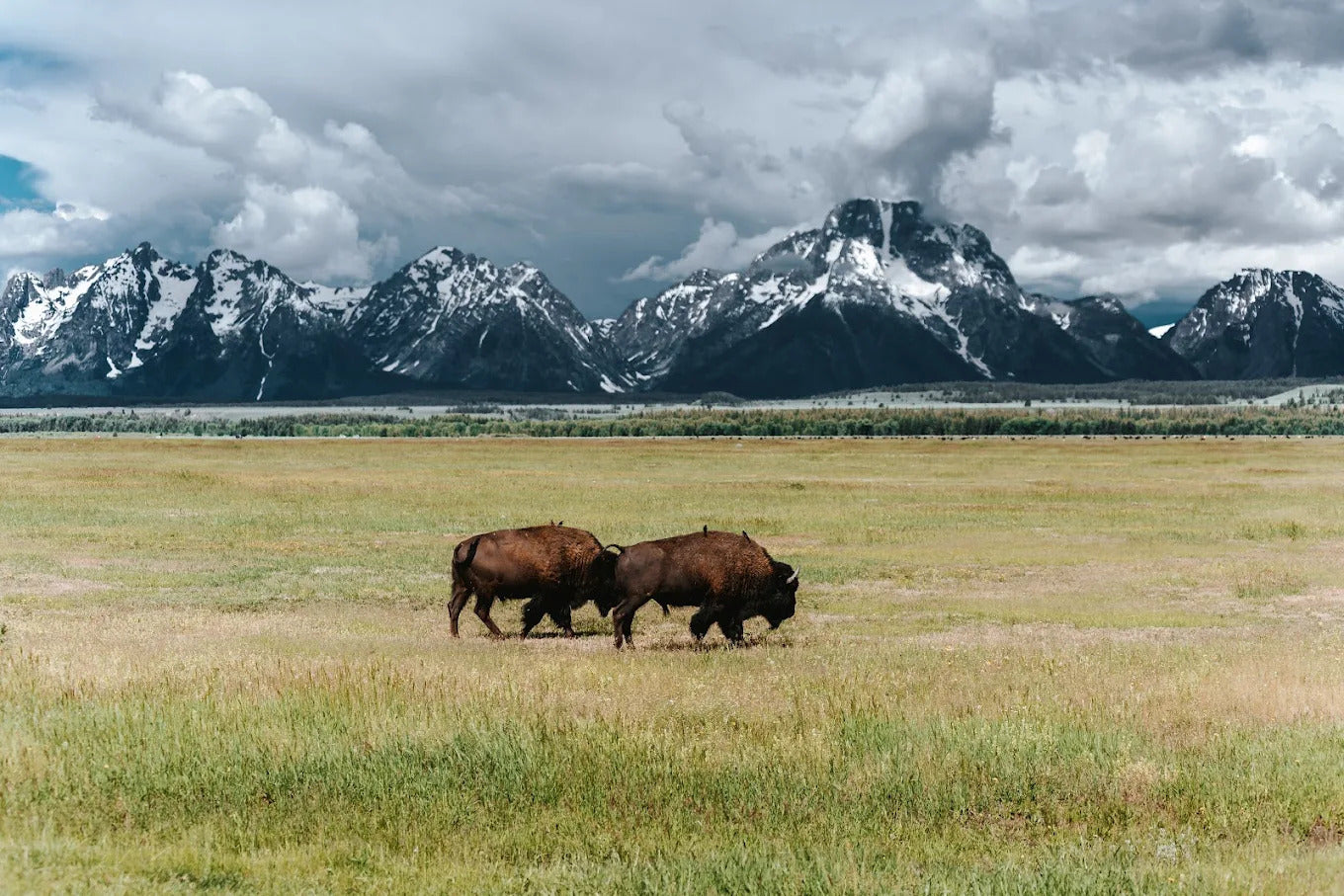 Wildlife Expeditions of Teton Science Schools