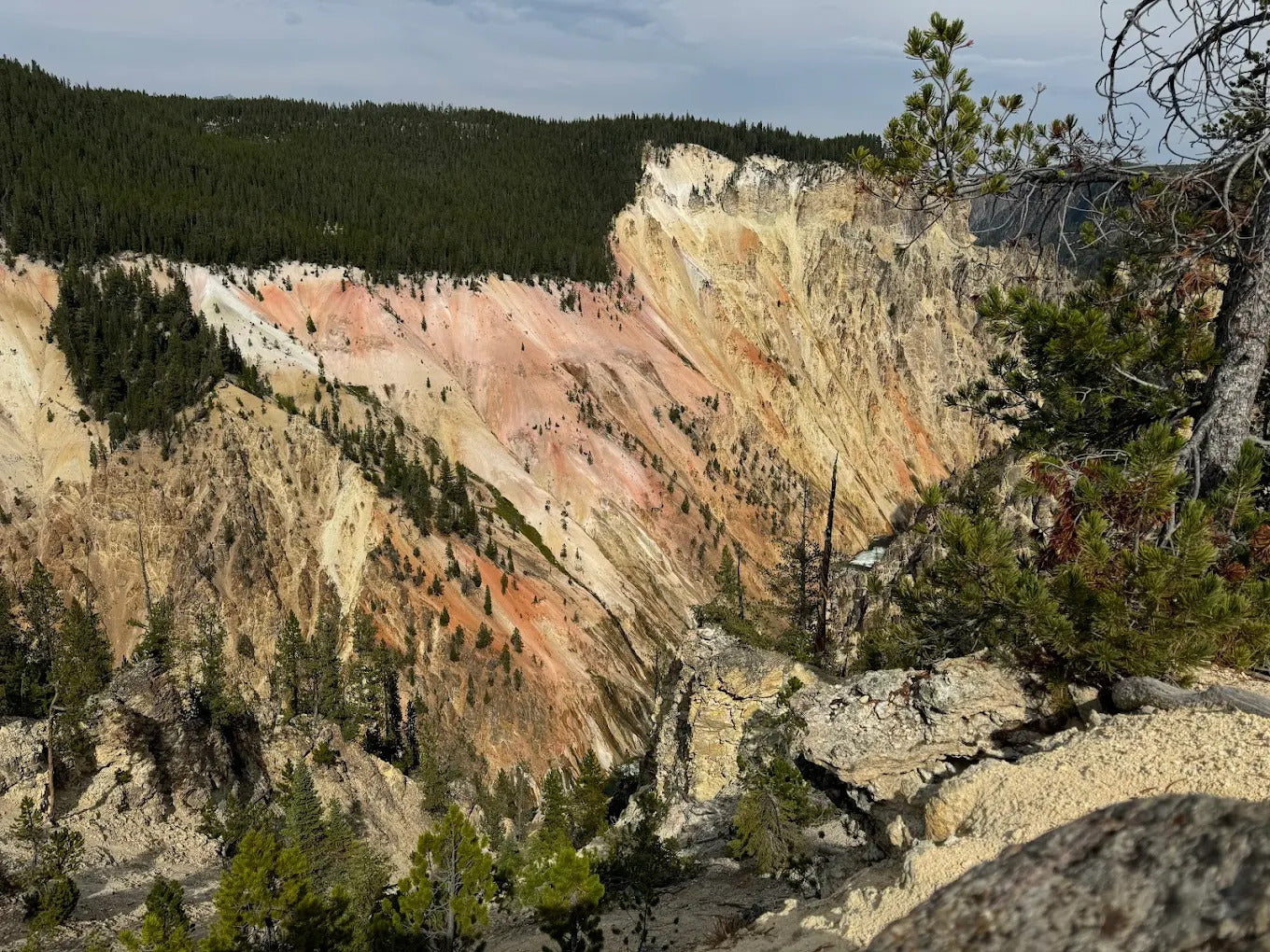 Yellowstone Tours From Jackson Hole